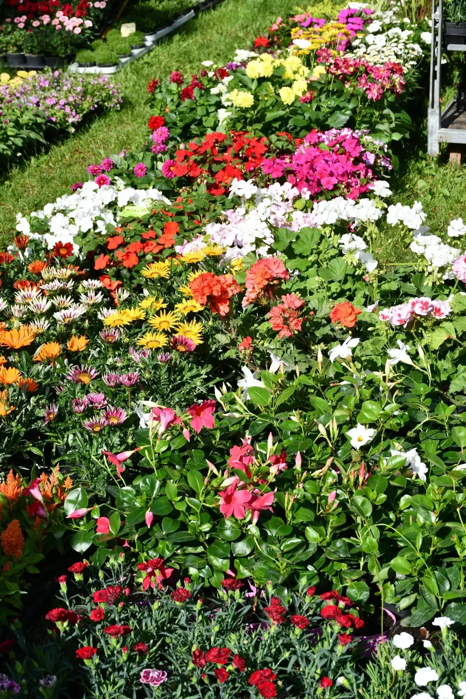 NASTAVNA PRIPREMA-CVIJET I CVAT