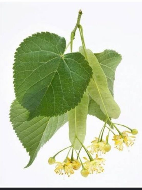 "Lipov cvat" Aleksa Mikić